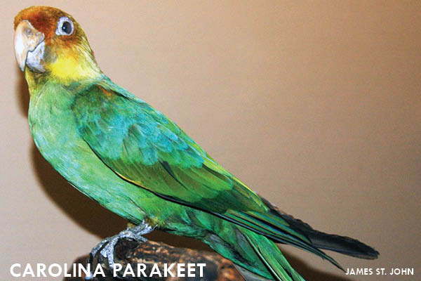 11 Extinct Animals You Didn’t Know Were Iowan: Carolina parakeet | Iowa DNR